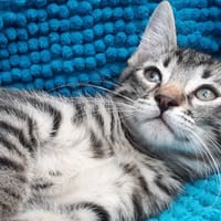 Potijaguar, chat à adopter