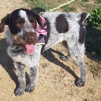 Albus, chien à adopter