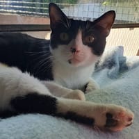 TACHE CHA, chat à adopter