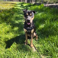 GATOR dit ATLAS VAA, chien à adopter