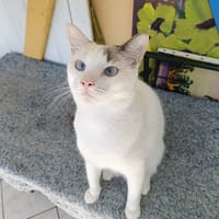 Lily Rose, la belle minette, chatte à adopter