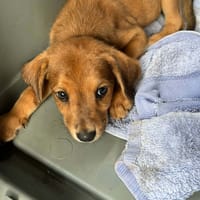 Loki, l'adorable x Griffon, chien à adopter