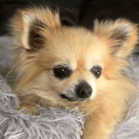 Cubby, dog to adopt
