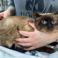 OSCAR et BETTY, chat à adopter