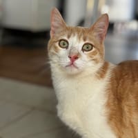 CREM, chat à adopter