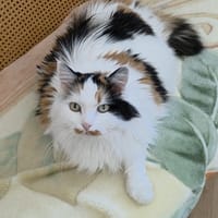 maya, chatte à adopter