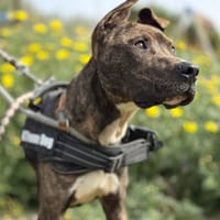 JONAS (Maria), chien à adopter