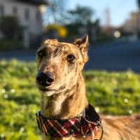 Gala, chienne à adopter