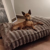 BONI (Maria), chien à adopter