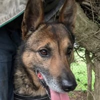 MALOU, chien à adopter
