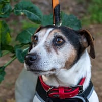LEOO, chien à adopter