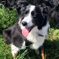 MAYA, chienne à adopter