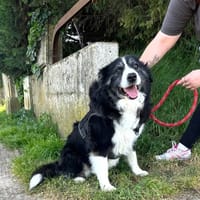 LEWIS, chien à adopter