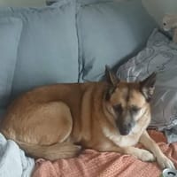PRINCESSE, chienne à adopter