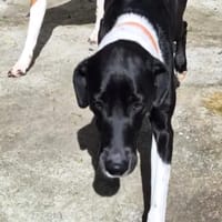 NALA, chienne à adopter