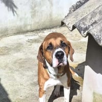 MALO, chien à adopter