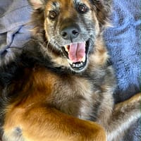 BOBBY, l'affectueux créole, chien à adopter