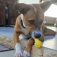 Aloka le beau gosse créole, chien à adopter