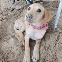 SIRENA, la joie de vivre, chienne à adopter