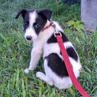 ✨️ TANIN ✨️ 🐶, chien à adopter