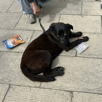 Baguayrha, chienne à adopter