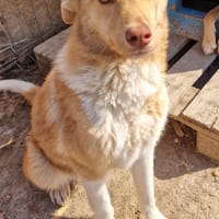 Andorra - agil, verträglich - in DE, Hündin zur Adoption