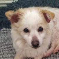 TALVI ist eine ganz süße Maus, Hündin zur Adoption