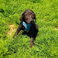 Bently sucht ein Körbchen, Hund zur Adoption