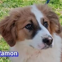 Ramon - verschmust und verspielt, Hund zur Adoption