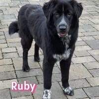 Ruby - freundlich und menschenbezogen, Hündin zur Adoption