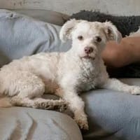 Tyson sucht seine Menschen, Hund zur Adoption