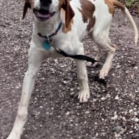 Sunny hübsche Seele bei München, Hündin zur Adoption