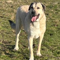 Traumhündin Sandra sucht Zuhause, Hündin zur Adoption