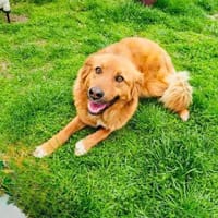 Vinni ein toller Golden Retriever Mix, Hund zur Adoption