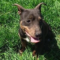 Vitya  ein Herz auf vier Pfoten sucht s, Hund zur Adoption