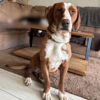 Tommy sucht seine Menschen, Hund zur Adoption