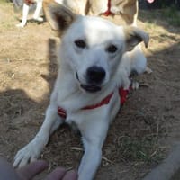 Clemens, Pflegstelle in Hessen, Hund zur Adoption