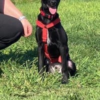 Pauli möchte mit euch die Welt erkunden, Hund zur Adoption