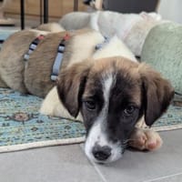 Bonnie wartet in 97499 Traustadt, Hündin zur Adoption