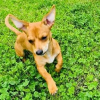 Moni ein Chihuahua Pinscher mix, Hündin zur Adoption