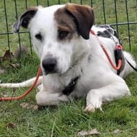 Benny sucht dringend ein Zuhause, Hund zur Adoption