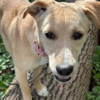 Sandy die kleinbleib. Welpin / 82284, Hündin zur Adoption