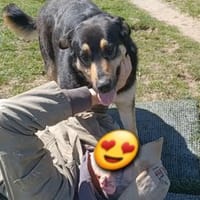 LINA 💛💛💛 sanft und liebenswert, Hündin zur Adoption