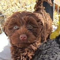 Pityke sucht ihr Zuhause, Hündin zur Adoption