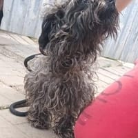 Lotti sucht nach Liebe, Hündin zur Adoption