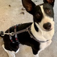 Marlo, freundlich, sehr sozial,verspielt, Hund zur Adoption