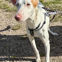 Bombon, menschenbezogen, freundlich, Hund zur Adoption