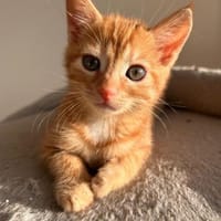 Ernie  verspieltes Kitten sucht Zuhause, Kater zur Adoption