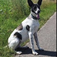 Franka sucht ihre Familie, Hündin zur Adoption