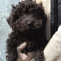 Barka sucht ihr Körbchen, Hündin zur Adoption